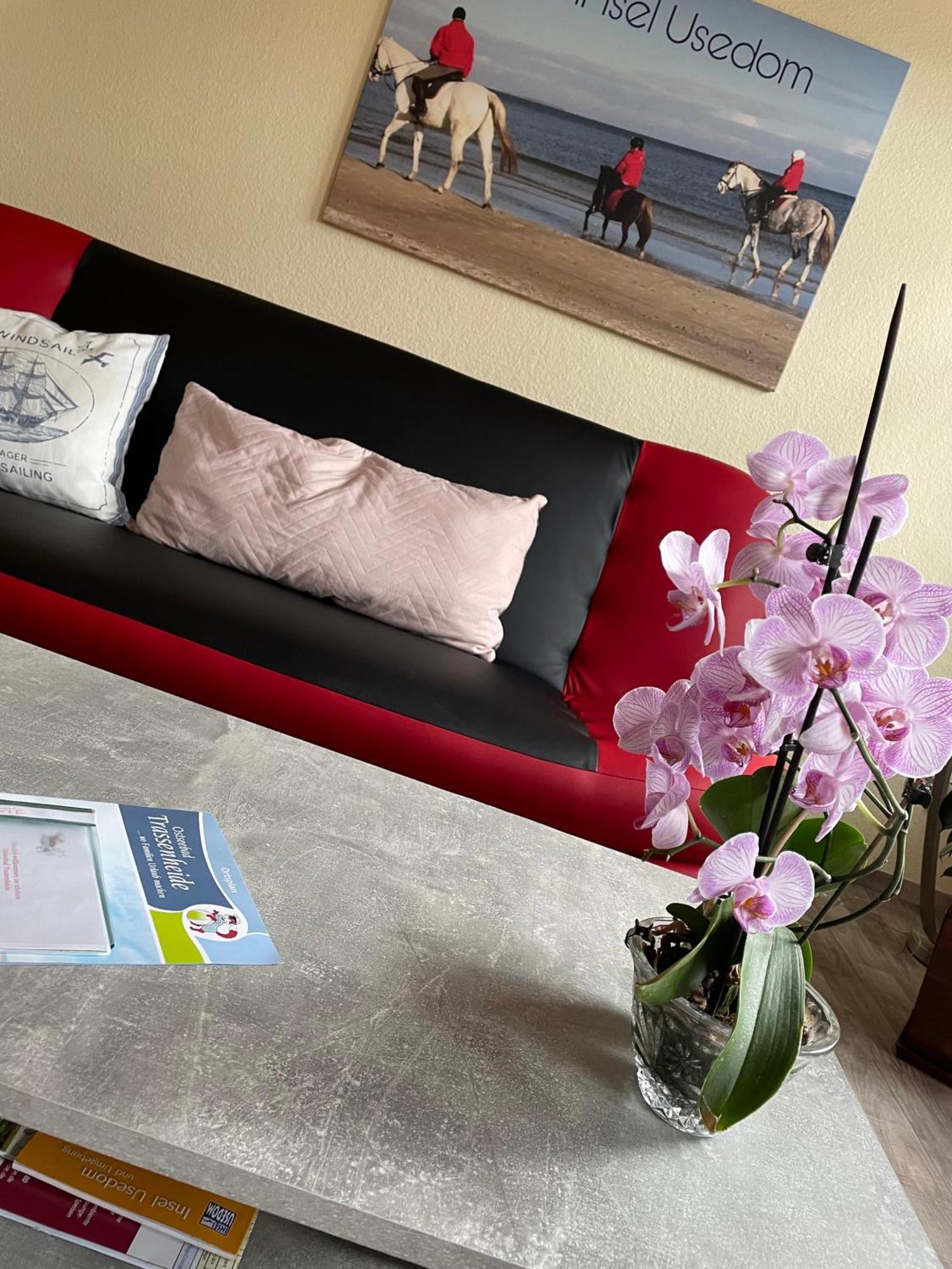 Mit Terrasse - Insel Usedom Apartment Trassenheide